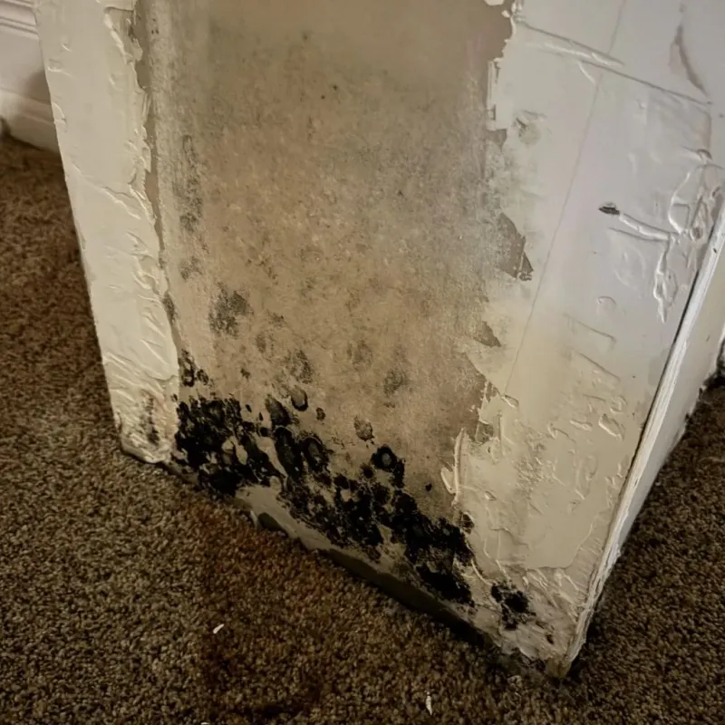 Professional Mold Removal in Crowley, LA